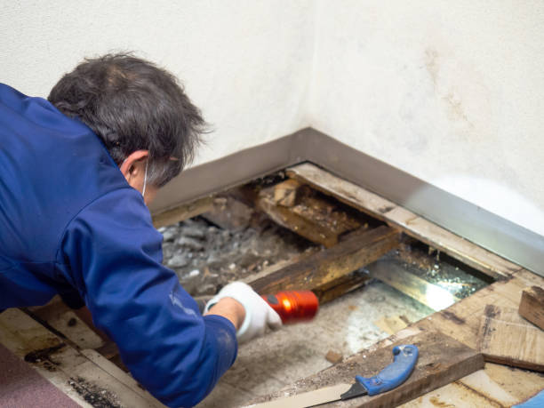 Best Crawl Space Mold Remediation in Covington, WA