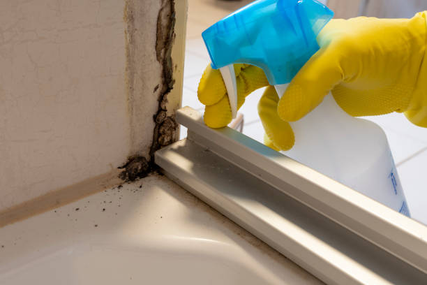 Best Insurance-Related Mold Remediation in Covington, WA