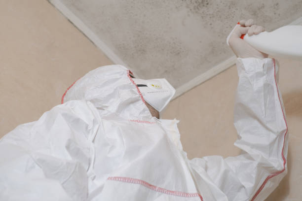 Best Basement Mold Remediation in Covington, WA